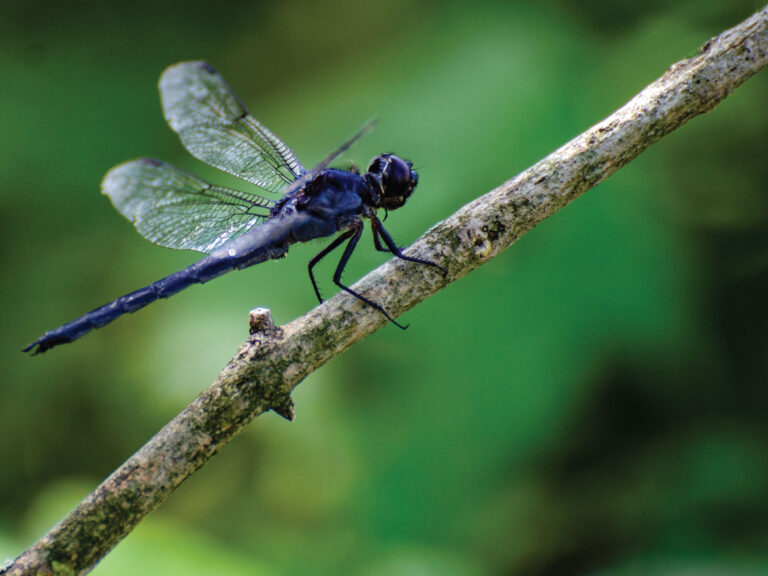 dragonfly_26591bc