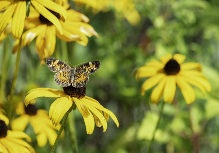 butterfly_31584bc
