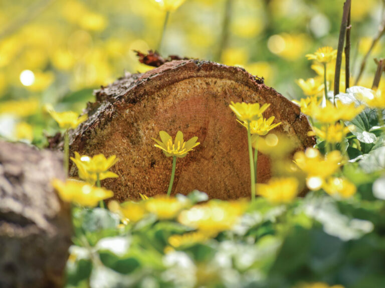 stump_22263bpc
